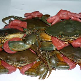 cua thịt lớn - big Jimmy Crabs (T-shaped apron) 